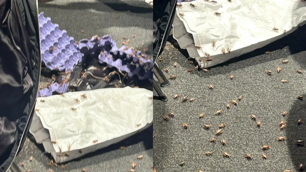 Trans Activists Release Thousands of Live Crickets to Disrupt Gay Rights Conference in London